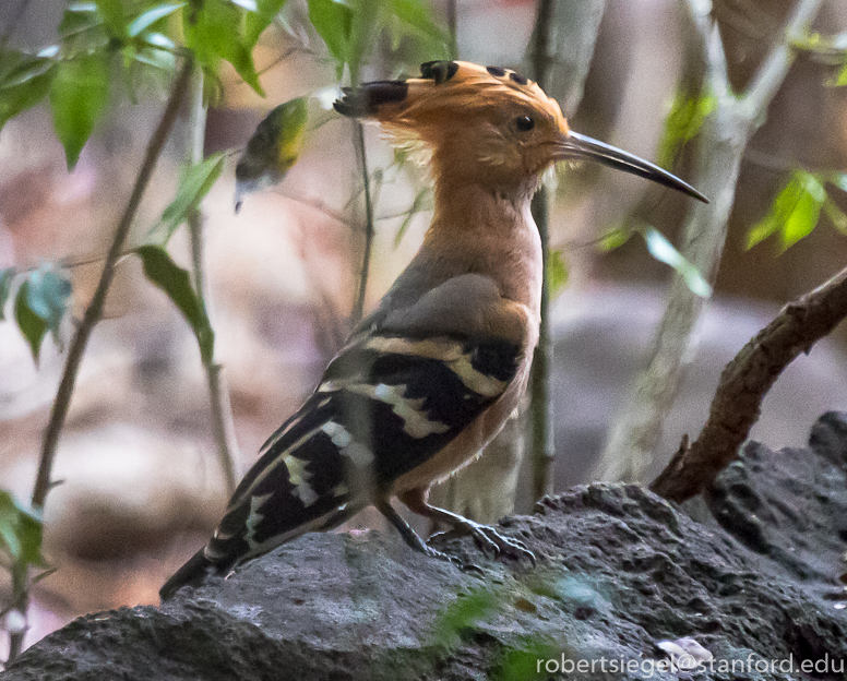 Hoopoe